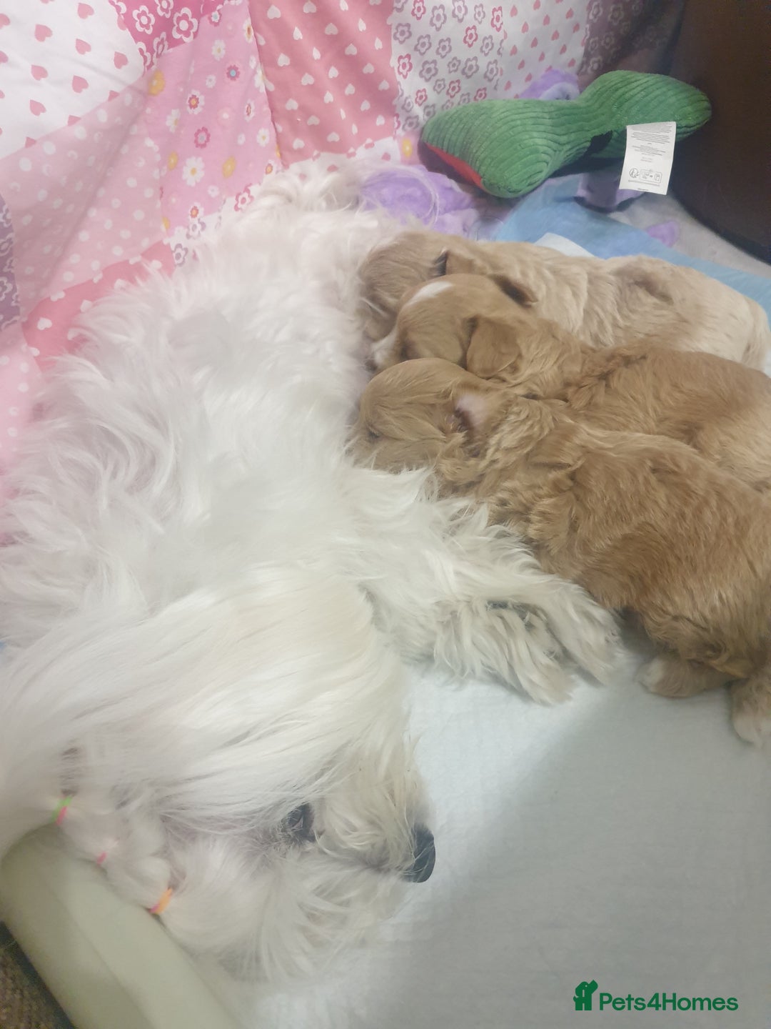 Maltipoo dogs for sale: Maltipoo girl puppy for sale  - Advert 21
