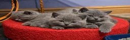 British Shorthair cats for sale: *Ready to leave in 1 week* Blue BSH GCCF Kittens  - Advert 3