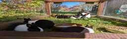 Dutch rabbits for sale: Baby Dutch Rabbits in Robertsbridge - Advert 5