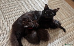 Mixed Breed cats for sale: Friendly and playful kittens  - Image 2