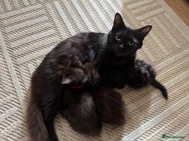 Mixed Breed cats - Advert 9