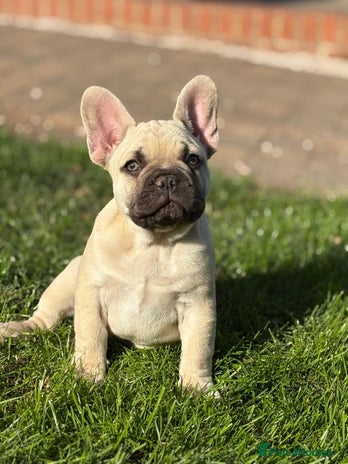 French Bulldog dogs - Advert 2
