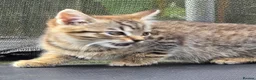 European cats for sale: Playful kittens  - Advert 18