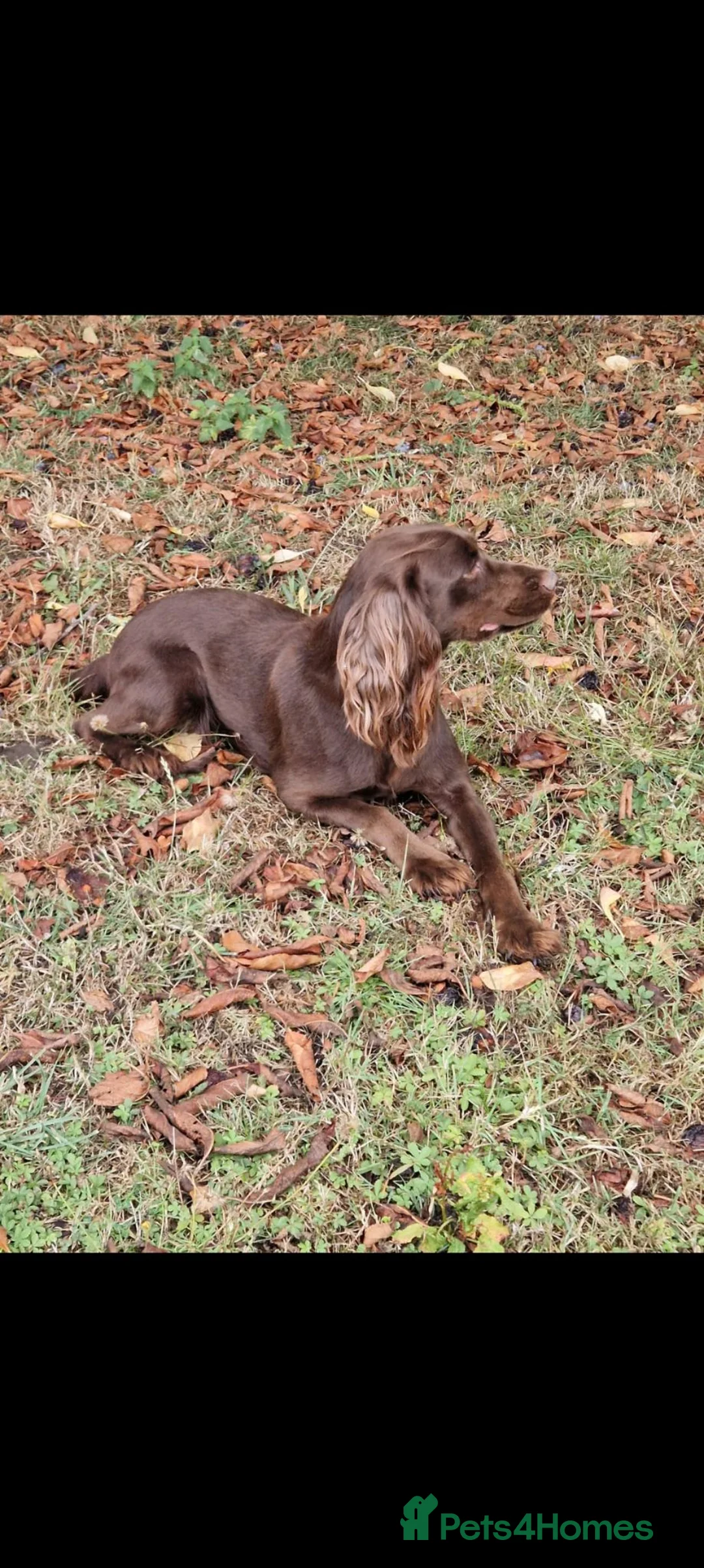 Cocker Spaniel dogs for sale: Kc registered Cocker Spaniel puppies  in Rochester - Advert 1