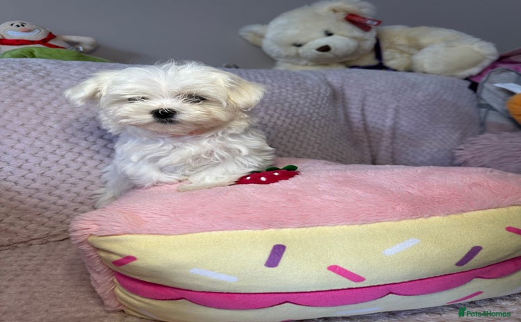 Maltese dogs - Advert 1