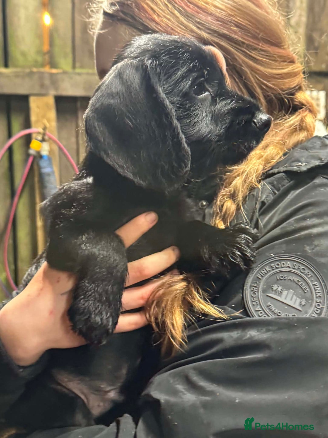 Mixed Breed dogs for sale: Stunning pups looking for new home  - Advert 11