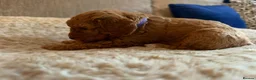 Cavapoo dogs for sale: Gorgeous Cavapoo Puppies 5girls 2boys  - Advert 25