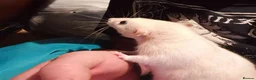 Rat rodents for sale: 3 beautiful rats  - Advert 6