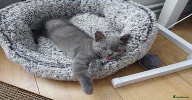 British Shorthair cats - Advert 4