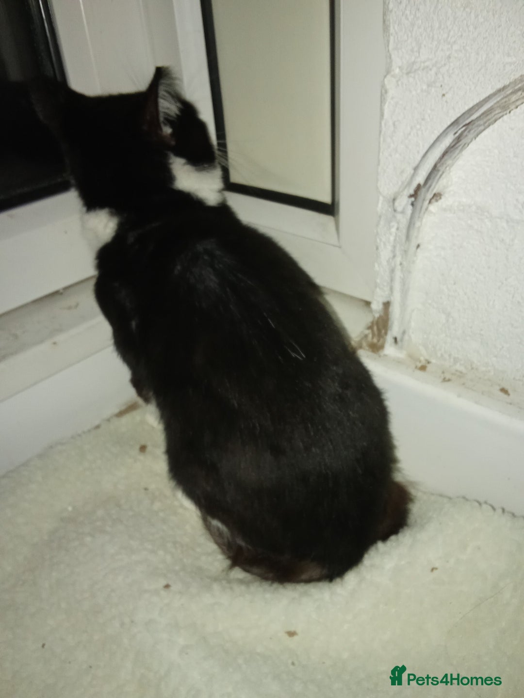 Mixed Breed cats for sale: Sweet boy for his urgent forever home! - Advert 3