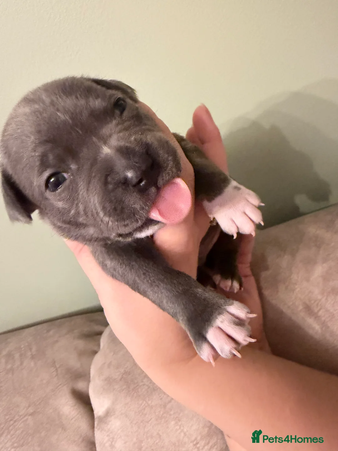 Staffordshire Bull Terrier dogs for sale: Blue Staffordshire Bull Terrier - Advert 1