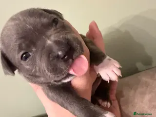 Staffordshire Bull Terrier dogs Blue Staffordshire Bull Terrier - Advert 1