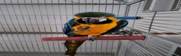 Macaws birds for sale: Blue and gold macaw in Northampton - Advert 2