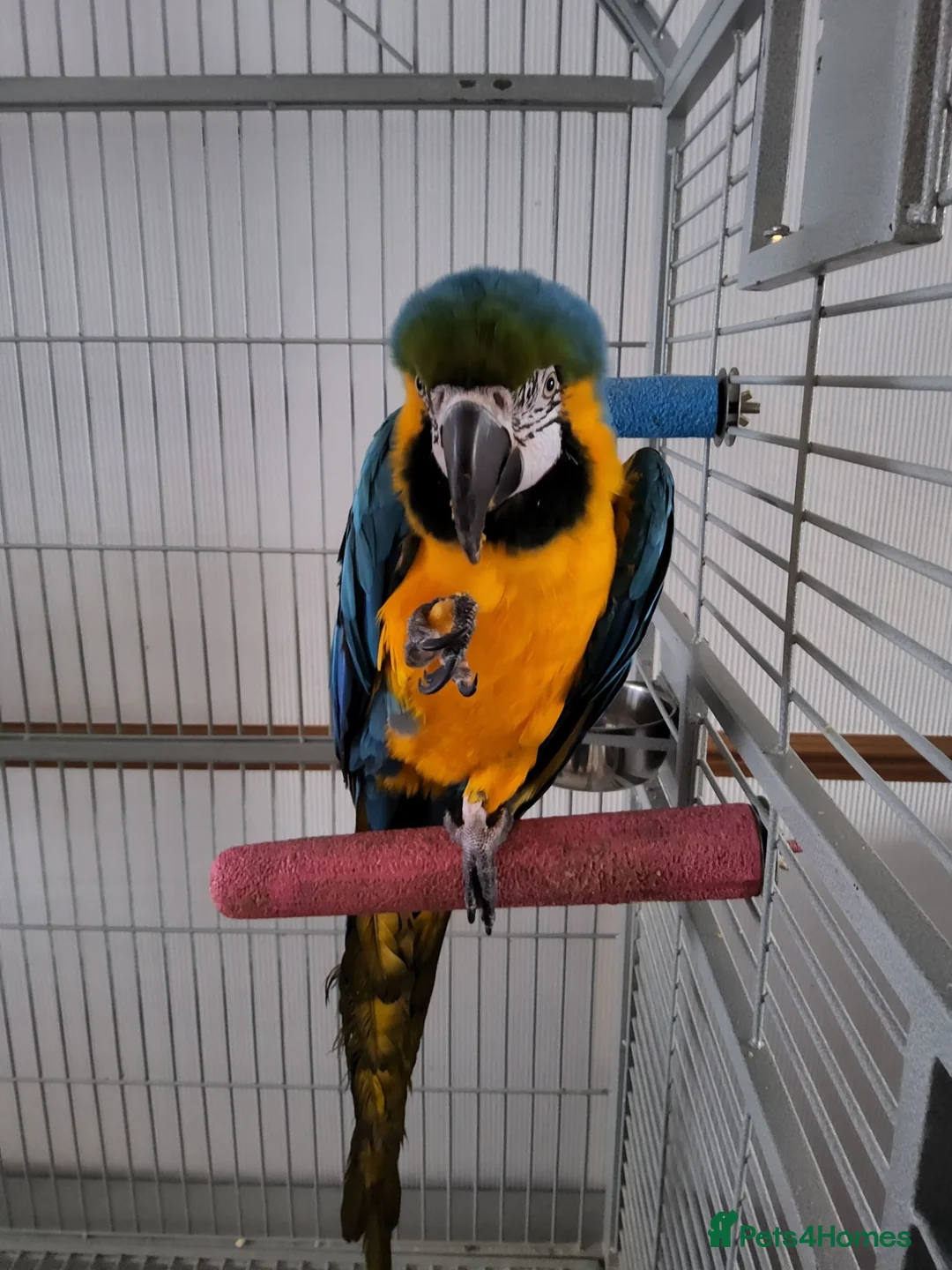 Macaws birds for sale: Blue and gold macaw in Northampton - Advert 2