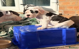 Old Tyme Bulldog dogs for sale: 🩷🩷Old Tyme Bulldog Puppies🩷🩷 - Image 9