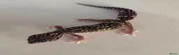 Leopard Gecko reptiles for sale: Leopard geckos Tremper / blizzard / BN x MS - Advert 3