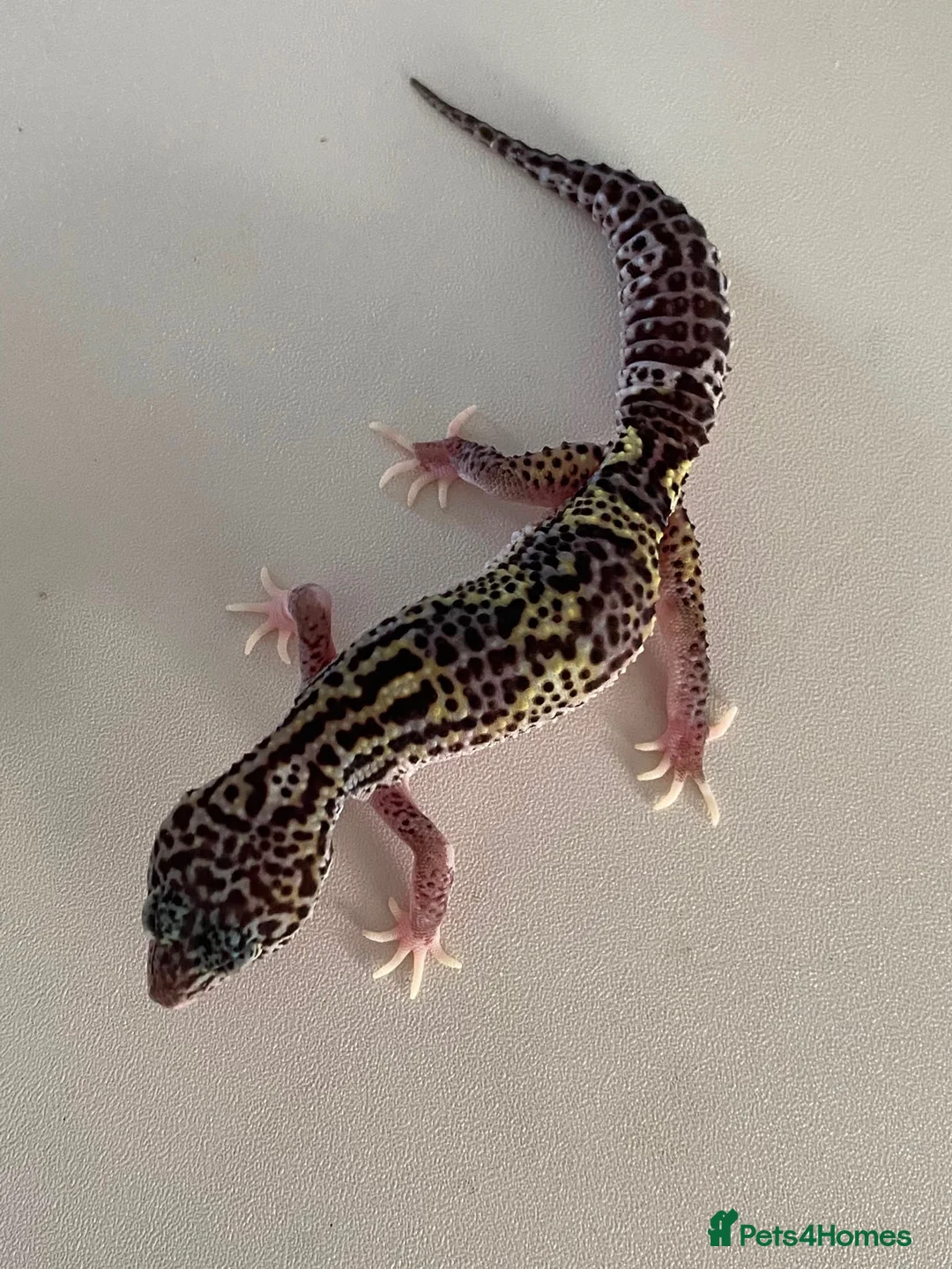 Leopard Gecko reptiles for sale: Leopard geckos Tremper / blizzard / BN x MS - Advert 3
