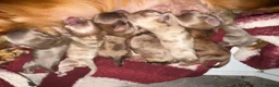 Miniature Dachshund dogs for sale: Long hair miniature dachshund  - Advert 7