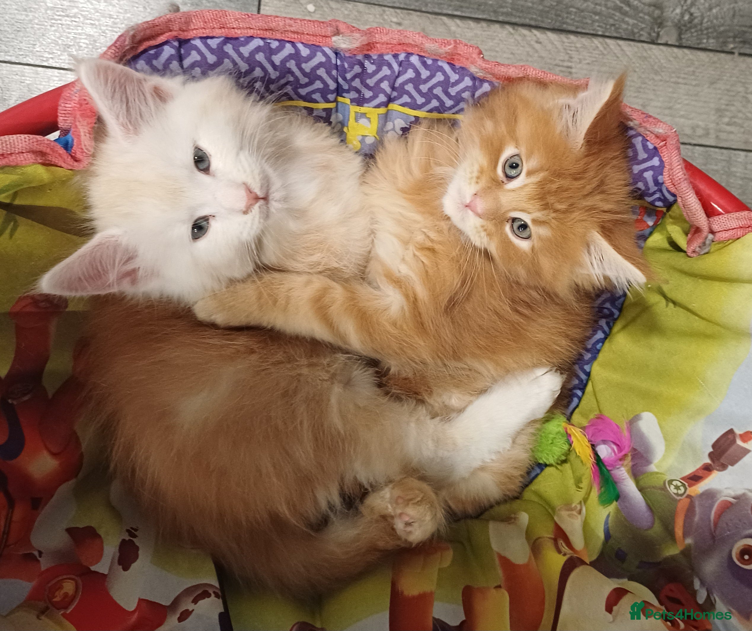 Maine Coon cats Maine Coon Kittens  - Advert 1