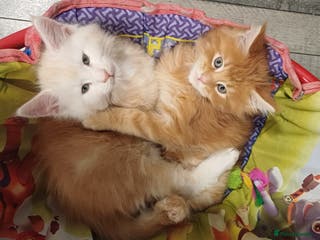 Maine Coon cats Maine Coon Kittens - Advert 1