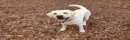 Labrador Retriever dogs for stud: Stunning Labrador, Champion Lines, Discounted Fee in Huddersfield - Advert 20