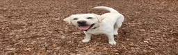 Labrador Retriever dogs for stud: Stunning Labrador, Champion Lines, Discounted Fee in Huddersfield - Advert 20
