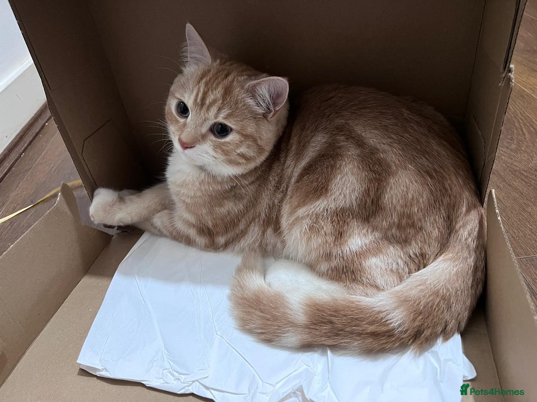 Mixed Breed cats for sale: Indoor, Half Persian Cat – Ideal for a Quiet Home - Image 13