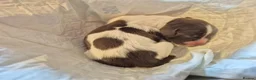 Springador dogs for sale: Springador X English springer spaniel pups - Advert 27