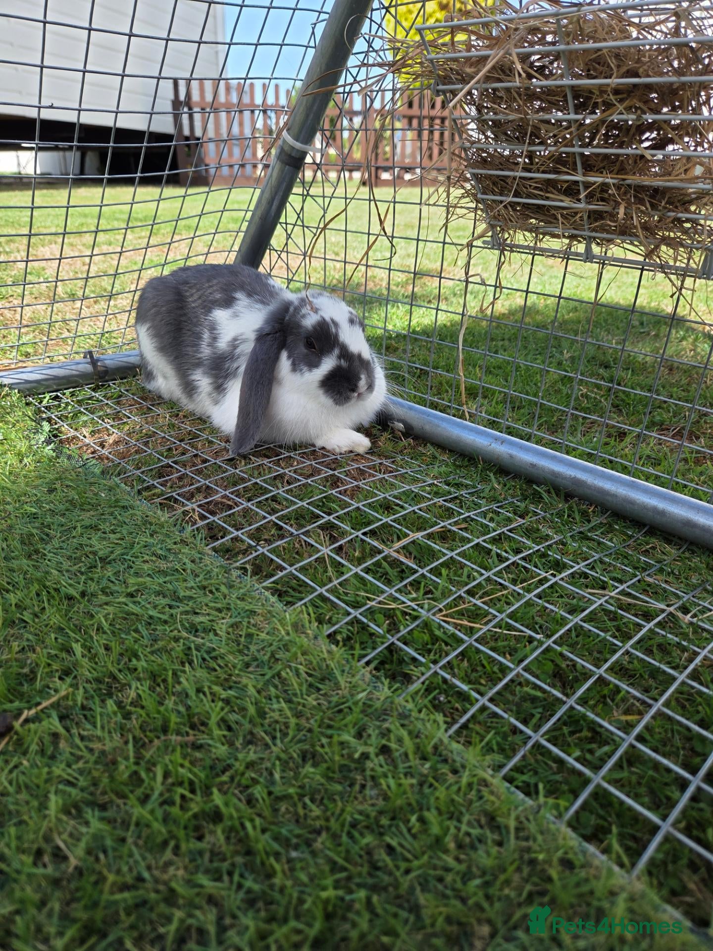 French Lop rabbits Male Lop - Advert 6