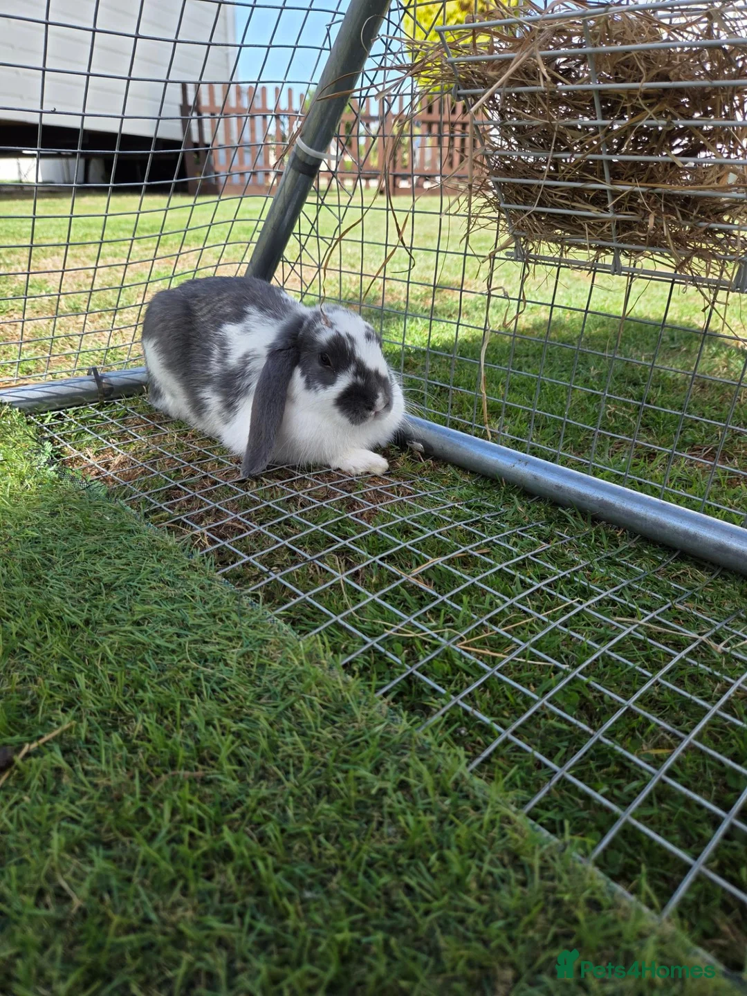 French Lop rabbits for sale: Male Lop in Romney Marsh - Advert 1