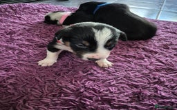 Mixed Breed dogs for sale: Collie x Kelpie Puppies ready to go 28th December  - Advert 8