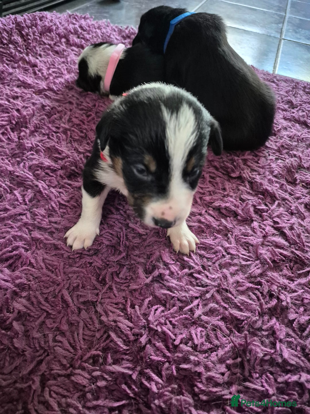 Mixed Breed dogs for sale: Collie x Kelpie Puppies ready to go 28th December  - Advert 8