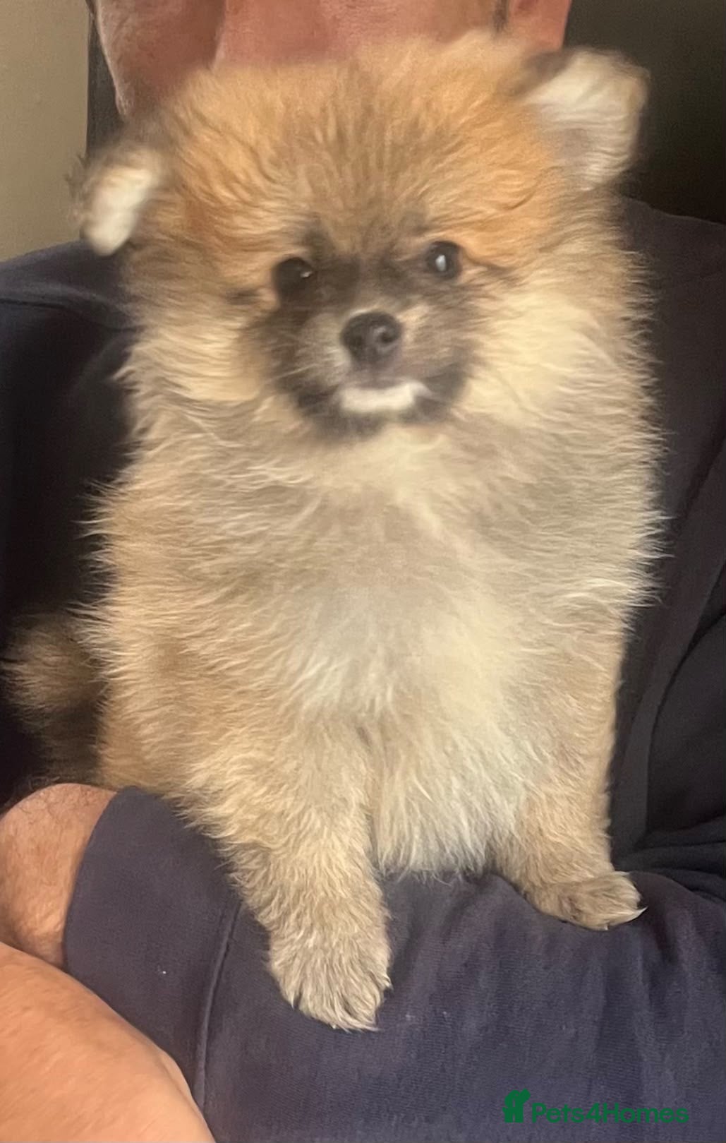 Pomeranian dogs Beautiful teddy faced female  - Advert 1
