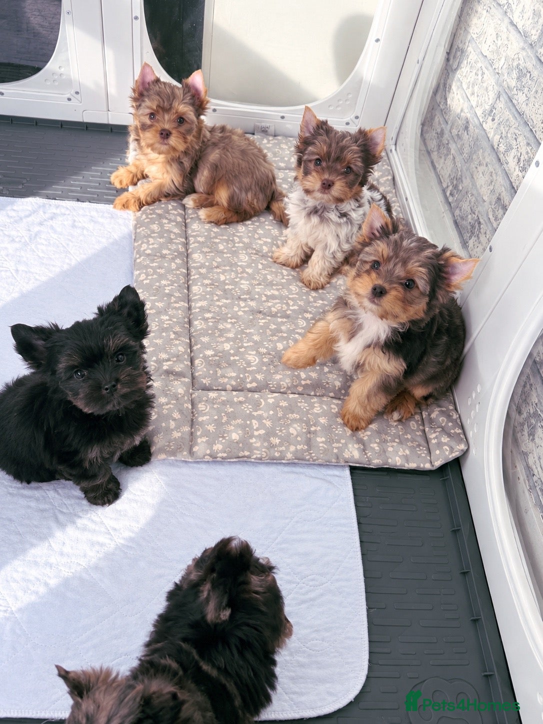 Yorkshire Terrier dogs Yorkshire terrier Merle last two available  - Advert 4