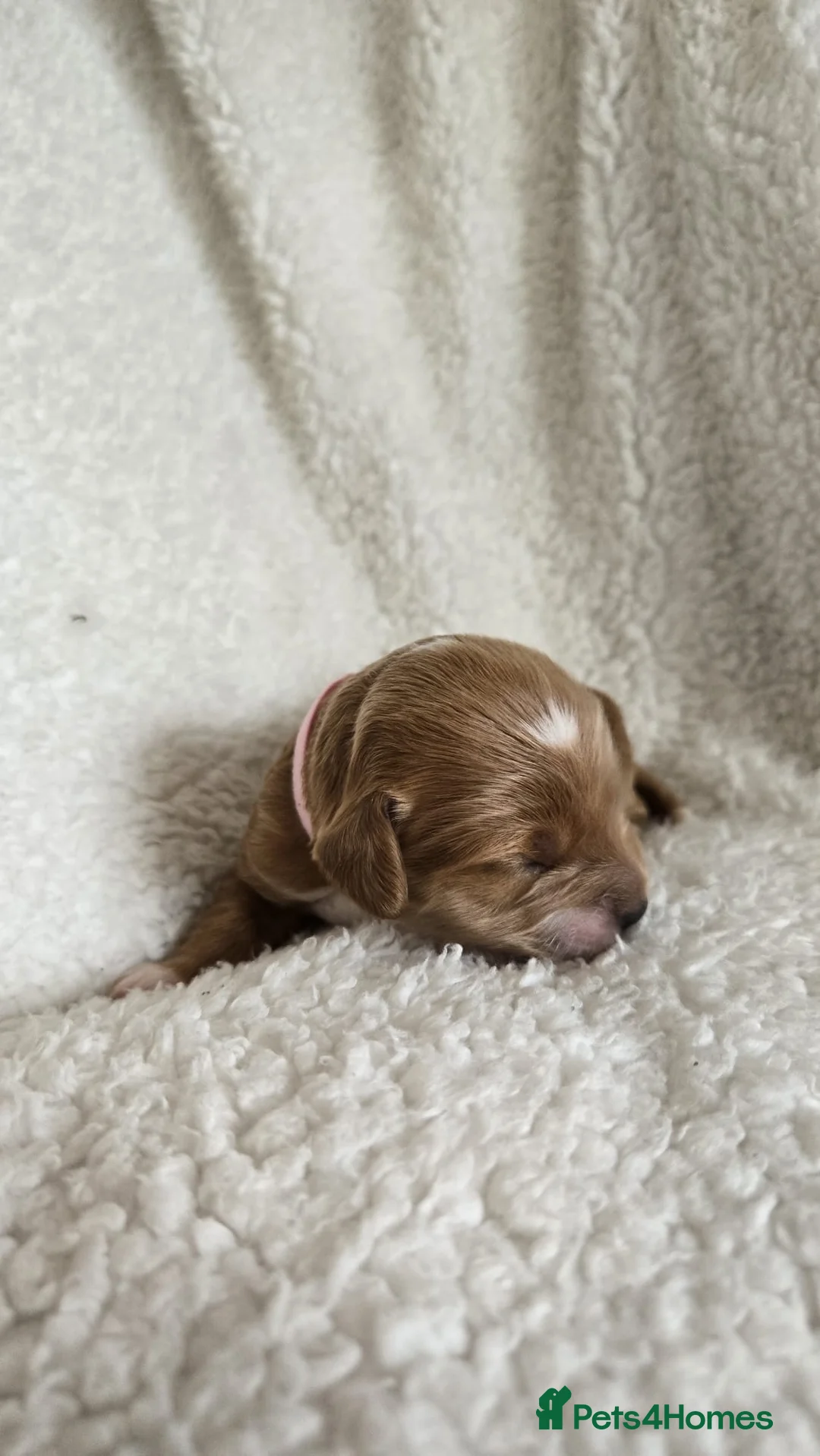 Cockapoo dogs for sale: Cockerpoos puppies for sale - Advert 2