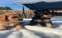 Cavapoo dogs for sale: ⭐️ Black & Tan Female Toy Cavapoo ⭐️ - Image 4