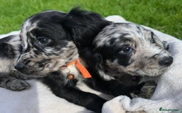 Cocker Spaniel dogs for sale: 3 beautiful working cocker spaniel puppies  - Image 16