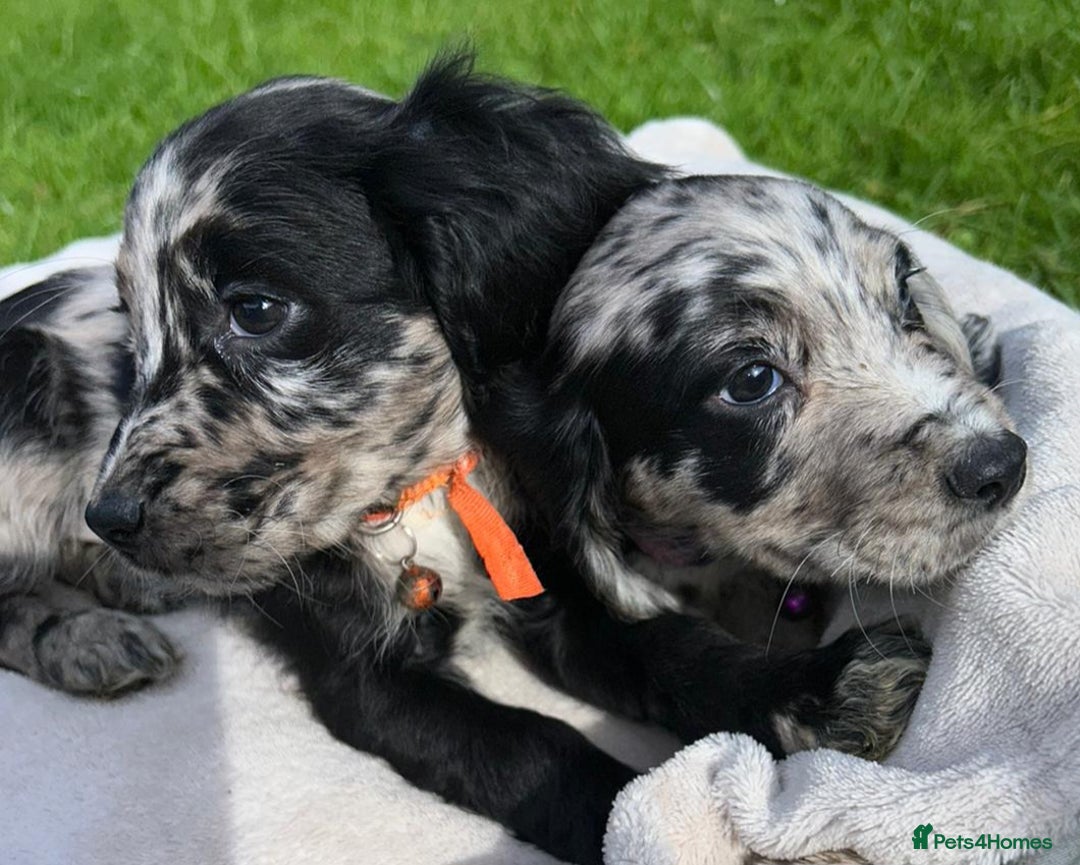 Cocker Spaniel dogs for sale: 3 beautiful working cocker spaniel puppies  - Image 16