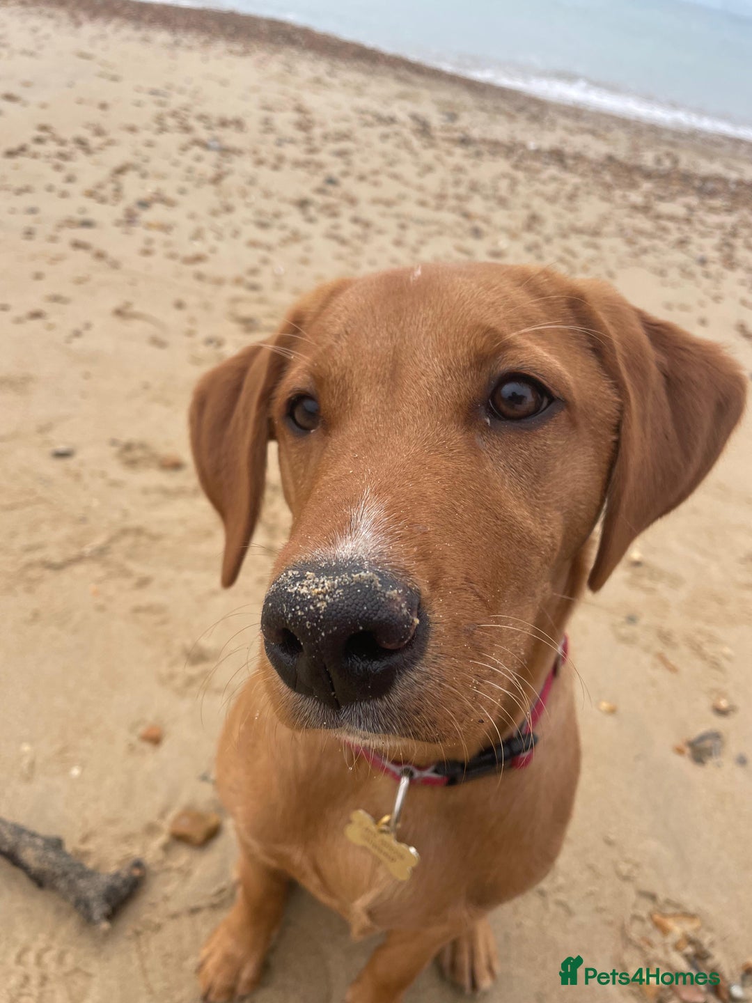 Labrador Retriever dogs for stud: Dark Fox Red KC Labrador for Stud in Hereford - Advert 27