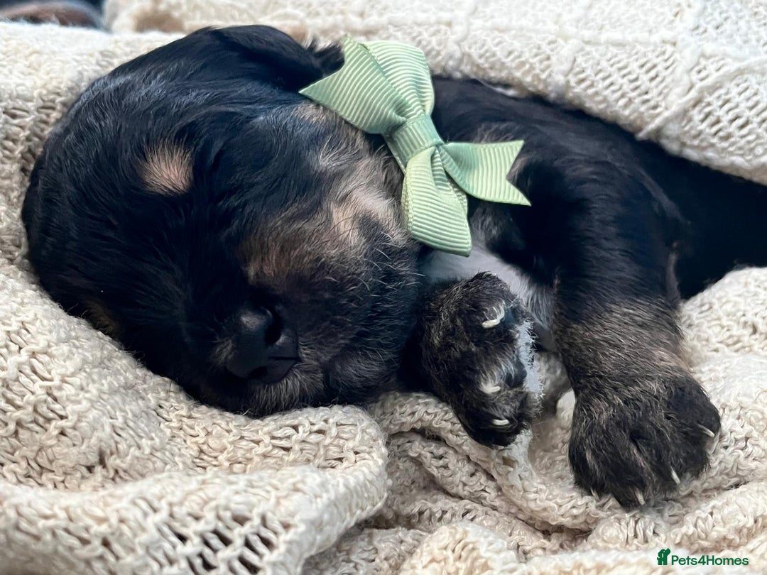 Bernedoodle dogs for sale: Exceptional F1 Bernedoodle Puppies - Advert 16