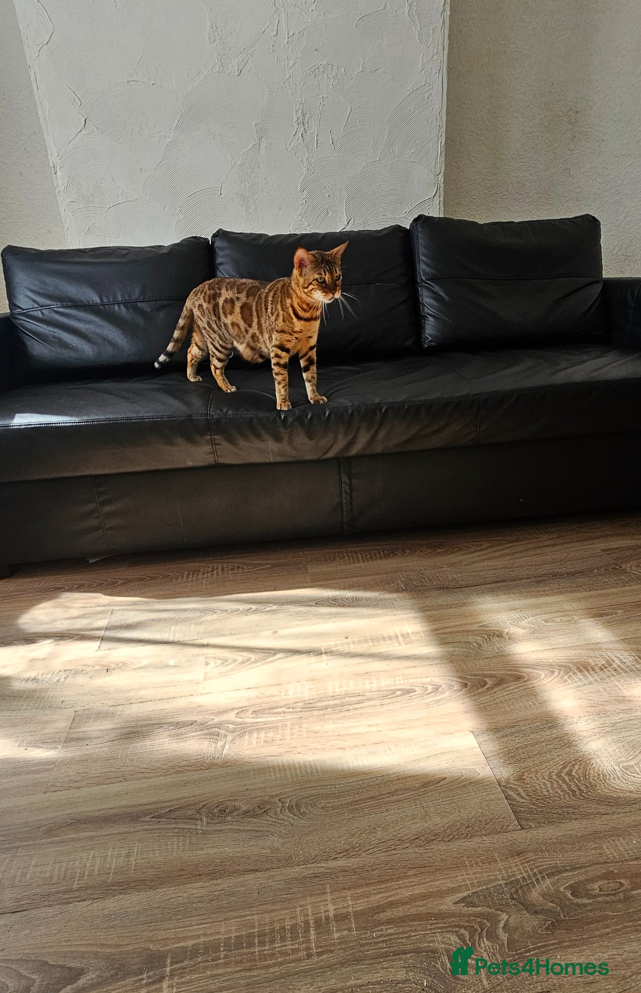 Bengal cats Bengal - Advert 6