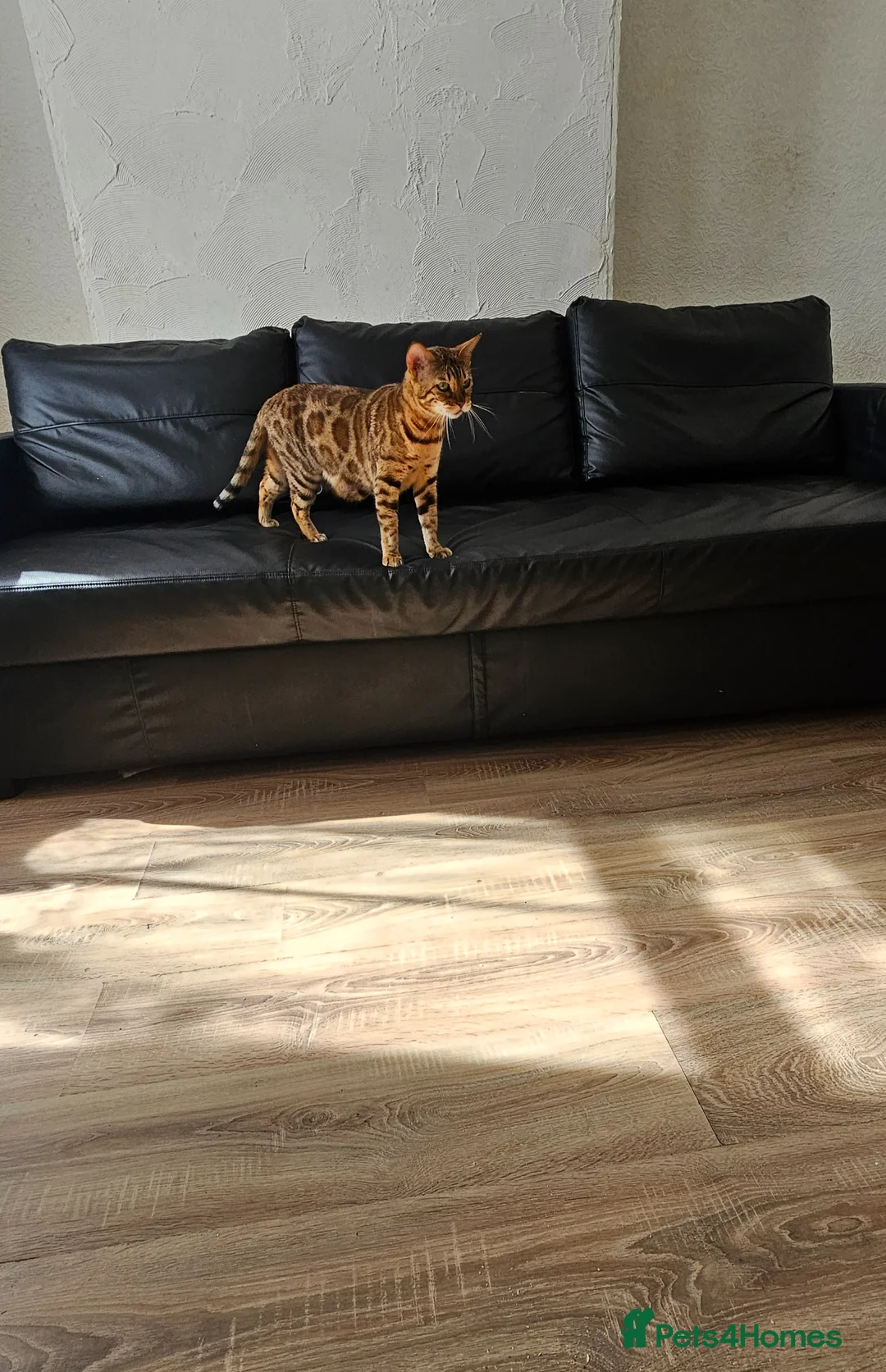 Bengal cats for sale: Bengal - Advert 1