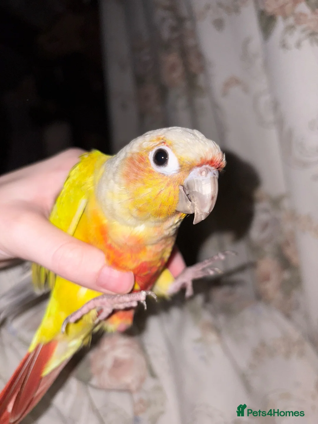 Conures birds for sale: Presumably male tame conure - Advert 10
