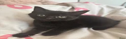 Mixed Breed cats for sale: 6 Beautiful Babies looking for forever homes - Advert 4