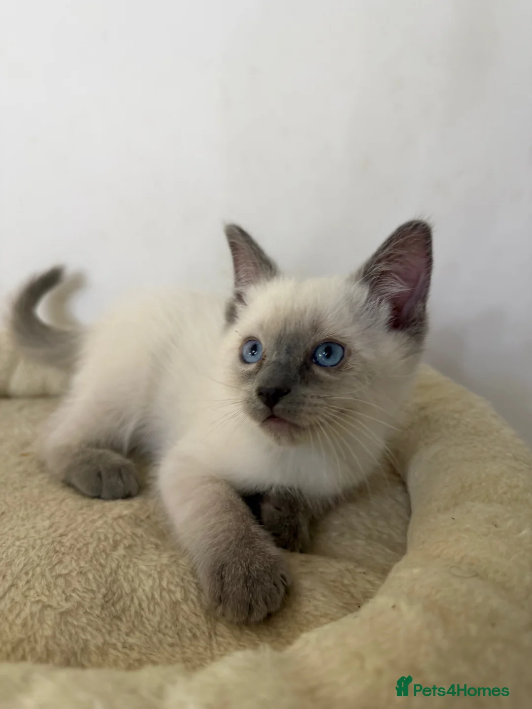 Ragdoll cats for sale: Adorable and friendly Ragdoll Kittens - Advert 3