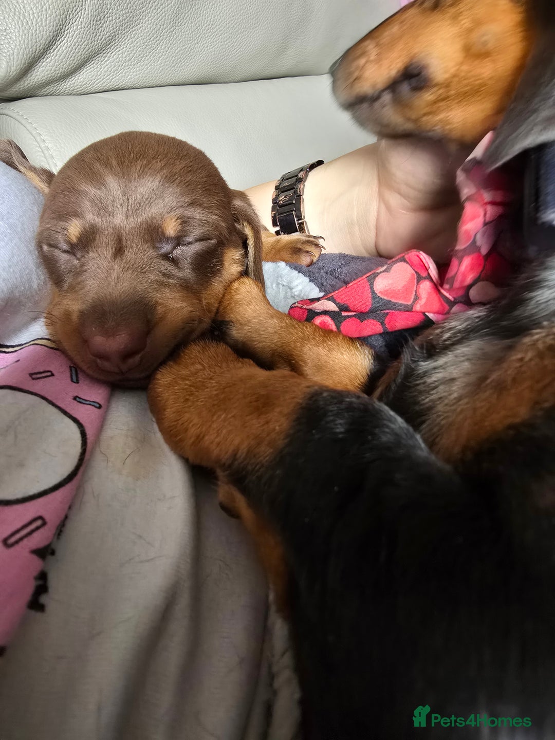 Miniature Dachshund dogs for sale: Galaxy Chocolate: Your Sweetest Adventure Awaits! - Image 19
