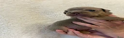 English Bulldog dogs for sale: English Bulldog puppies - Advert 34
