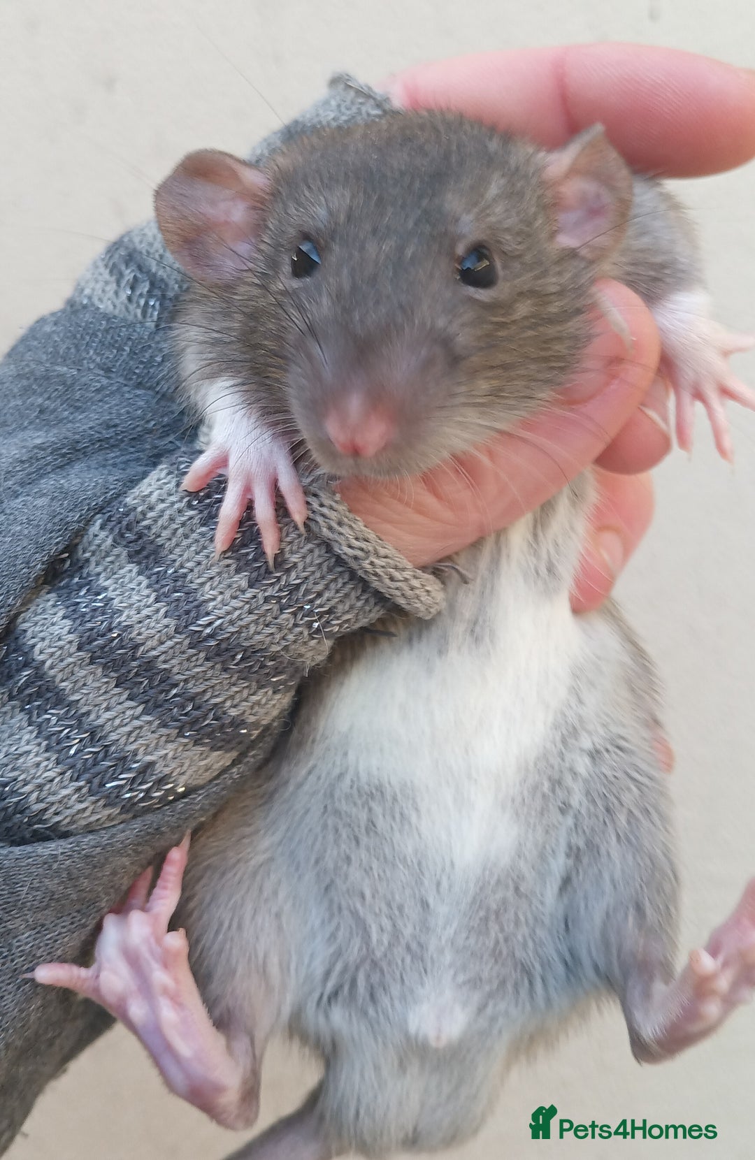 Rat rodents for sale: Baby rats - standard and dwarf  - Advert 3