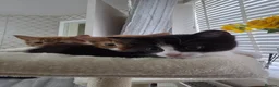 Mixed Breed cats for sale: Ready to fall in love?Meet our tiny bundles of joy - Advert 4