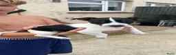 Jack Russell dogs for sale: 13wks miniature female jack russle in Tring - Advert 2
